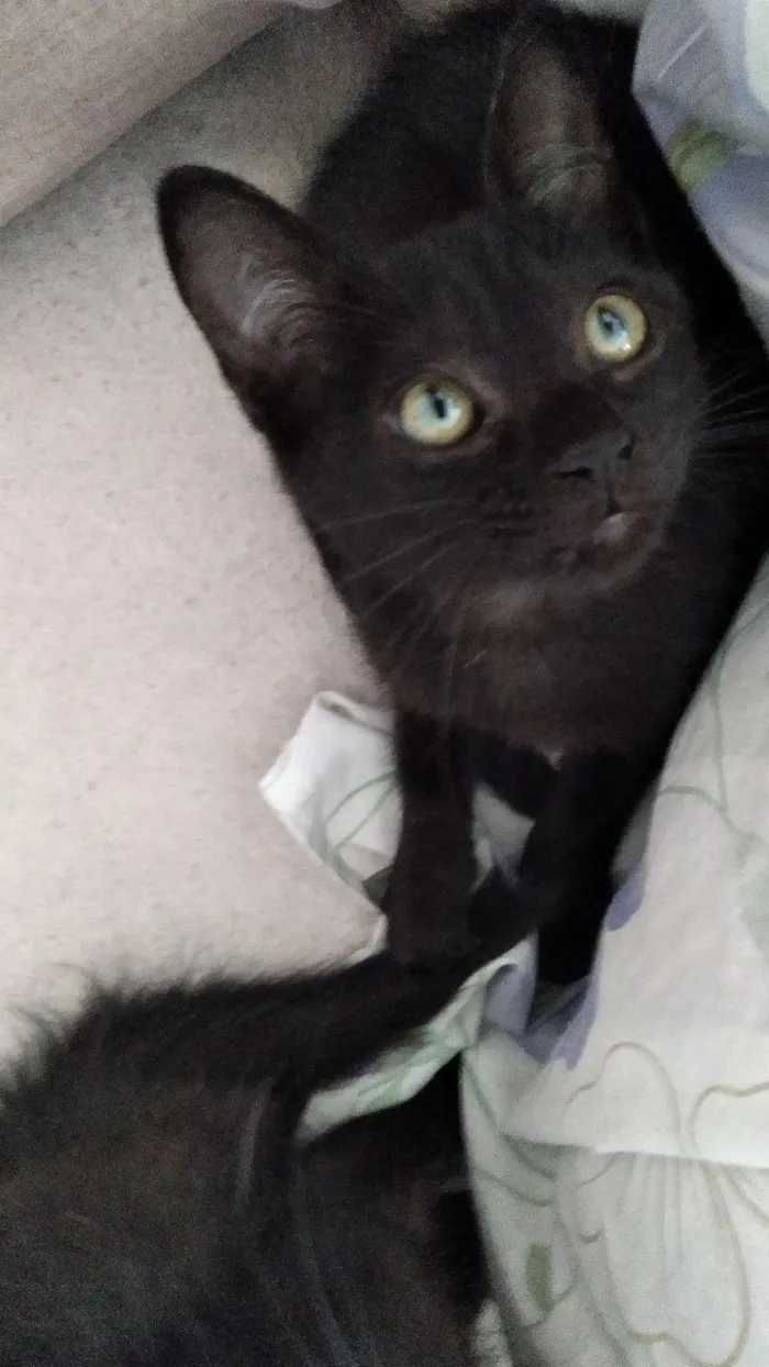 Gato raça SRD-ViraLata idade 2 a 6 meses nome Feijoada, amora,fofinho