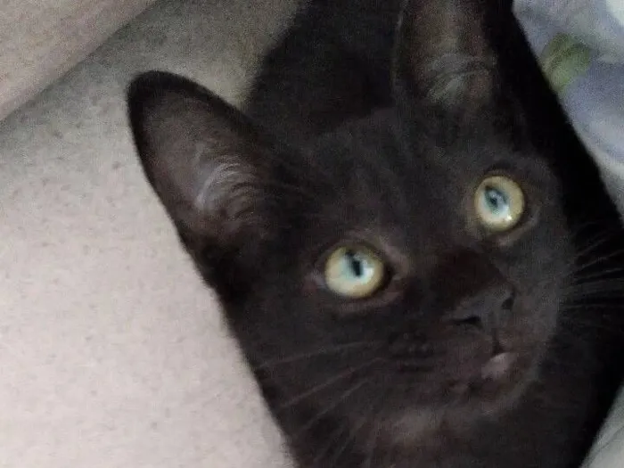 Gato raça SRD-ViraLata idade 2 a 6 meses nome Feijoada, amora,fofinho