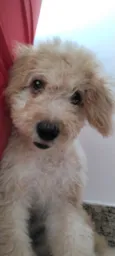 Cachorro raça Poodle idade 2 a 6 meses nome Simba 
