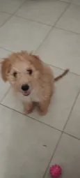 Cachorro raça Poodle idade 2 a 6 meses nome Simba 