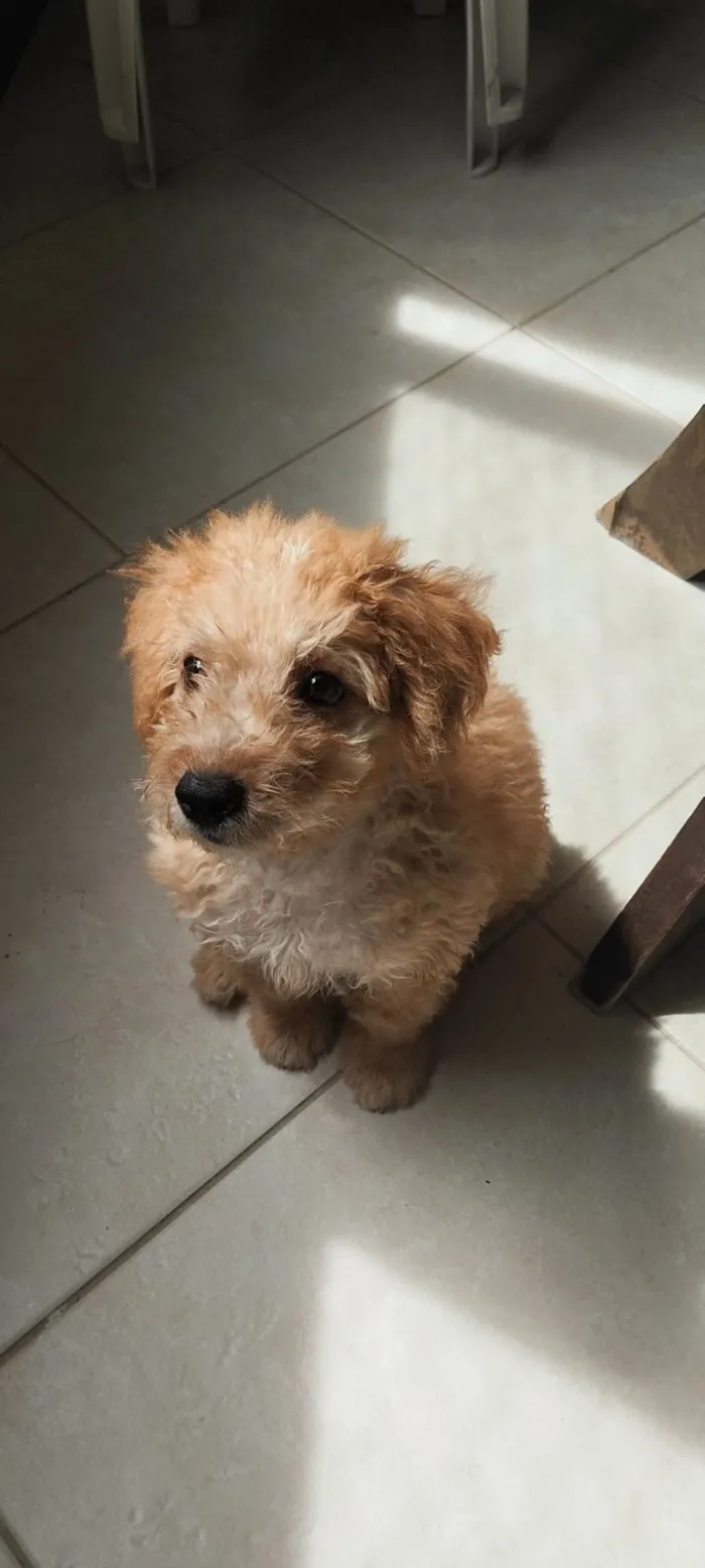 Cachorro raça Poodle idade 2 a 6 meses nome Simba 