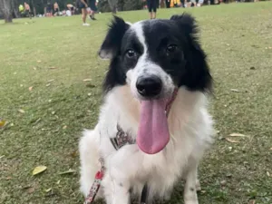 Cachorro raça SRD-ViraLata idade 3 anos nome Snoop 