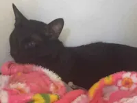 Gato raça SRD-ViraLata idade 1 ano nome Bento