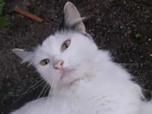 Gato raça SRD-ViraLata idade 2 anos nome sem nome 
