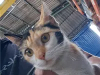 Gato raça Exótico idade 7 a 11 meses nome Chiquinha