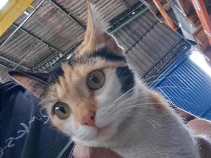 Gato raça Exótico idade 7 a 11 meses nome Chiquinha