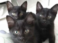 Gato raça SRD-ViraLata idade 2 a 6 meses nome Feijoada, amora,fofinho