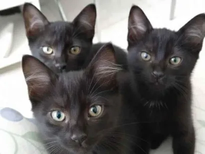 Gato raça SRD-ViraLata idade 2 a 6 meses nome Feijoada, amora,fofinho