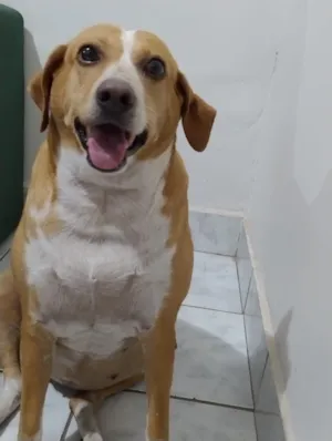 Cachorro raça SRD-ViraLata idade 6 ou mais anos nome Costela , Flor e Suzy