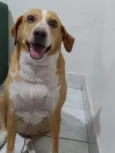 Cachorro raça SRD-ViraLata idade 6 ou mais anos nome Costela , Flor e Suzy