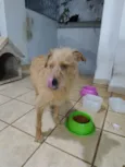 Cachorro raça SRD-ViraLata idade 6 ou mais anos nome Costela , Flor e Suzy