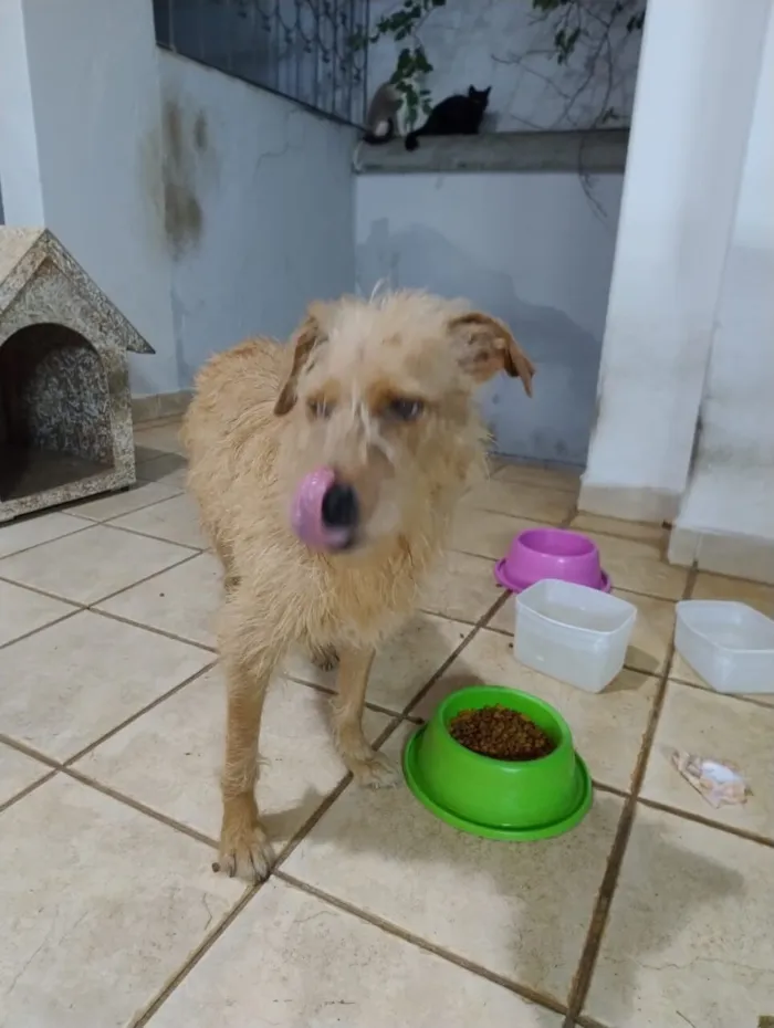 Cachorro raça SRD-ViraLata idade 6 ou mais anos nome Costela , Flor e Suzy