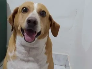 Cachorro raça SRD-ViraLata idade 6 ou mais anos nome Costela , Flor e Suzy