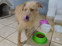 Cachorro raça SRD-ViraLata idade 6 ou mais anos nome Flor