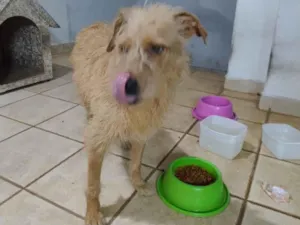 Cachorro raça SRD-ViraLata idade 6 ou mais anos nome Flor