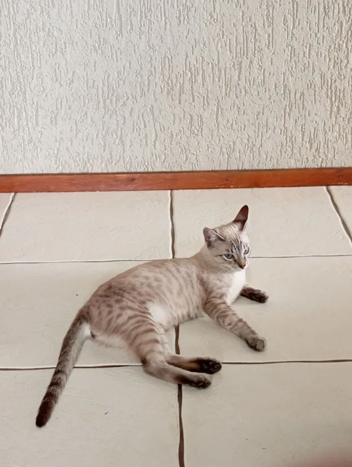 Gato raça Siamês idade 2 a 6 meses nome Flash