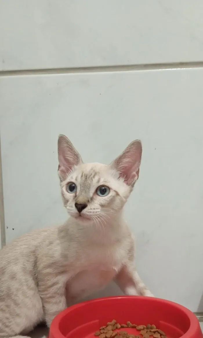 Gato raça Siamês idade 2 a 6 meses nome Flash