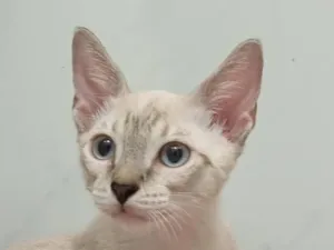 Gato raça Siamês idade 2 a 6 meses nome Flash