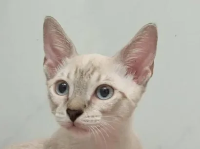 Gato raça Siamês idade 2 a 6 meses nome Flash