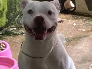Cachorro raça Pit-Bull idade 1 ano nome Pandora