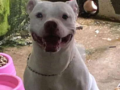 Cachorro raça Pit-Bull idade 1 ano nome Pandora