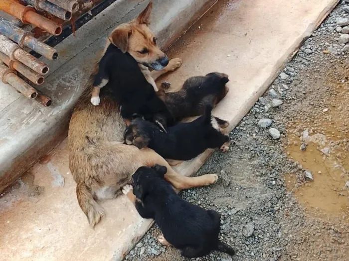 Cachorro raça SRD-ViraLata idade Abaixo de 2 meses nome Suellen Anjos