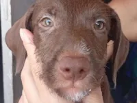 Cachorro raça SRD-ViraLata idade 2 a 6 meses nome Zara