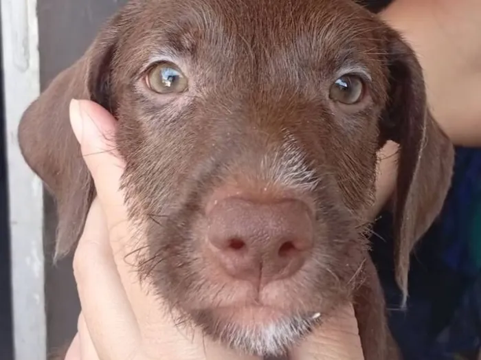 Cachorro raça SRD-ViraLata idade 2 a 6 meses nome Zara