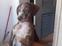 Cachorro raça SRD-ViraLata idade 2 a 6 meses nome Ferrugem 