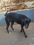 Cachorro raça SRD-ViraLata idade 1 ano nome Amora 
