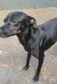 Cachorro raça SRD-ViraLata idade 1 ano nome Amora 