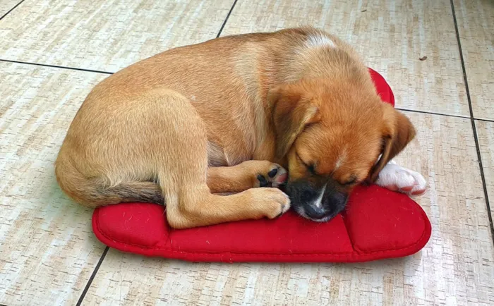 Cachorro raça Boxer idade 2 a 6 meses nome Layka