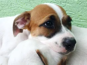 Cachorro raça Boxer idade 2 a 6 meses nome Thor