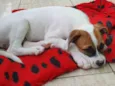 Cachorro raça Boxer idade 2 a 6 meses nome Thor