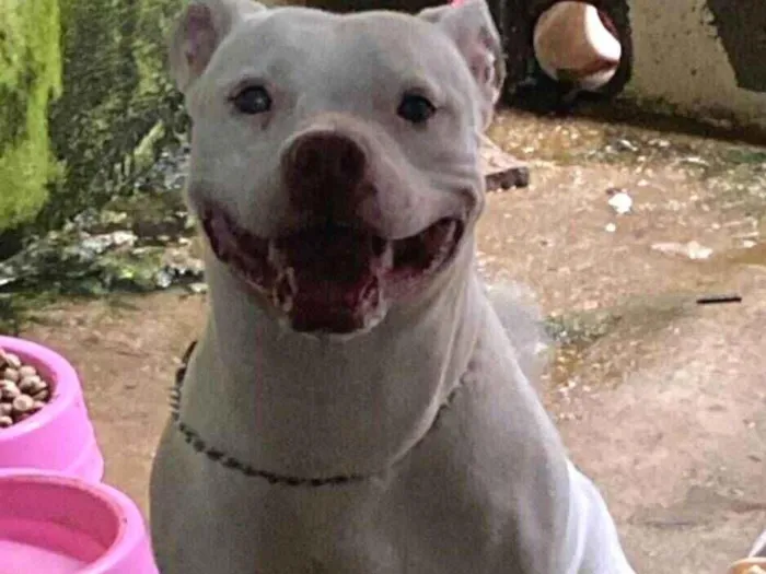 Cachorro raça Pit-Bull idade 1 ano nome Pandora