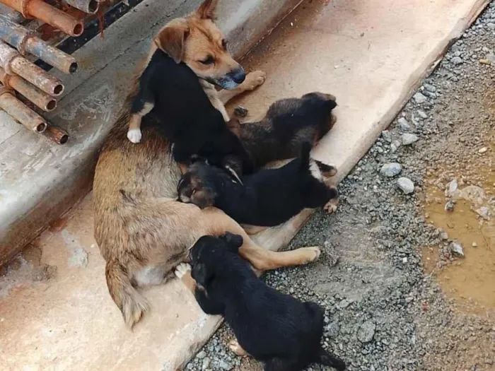 Cachorro raça SRD-ViraLata idade Abaixo de 2 meses nome Suellen Anjos