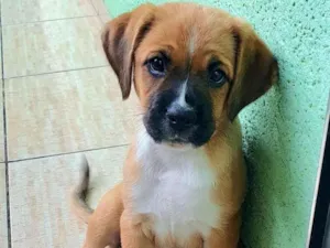 Cachorro raça Boxer idade 2 a 6 meses nome Layka