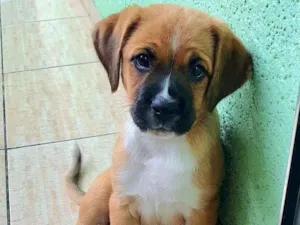 Cachorro raça Boxer idade 2 a 6 meses nome Layka