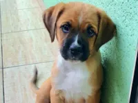 Cachorro raça Boxer idade 2 a 6 meses nome Layka
