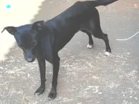 Cachorro raça SRD-ViraLata idade 1 ano nome Amora 
