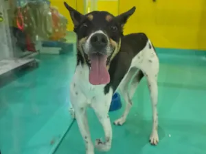 Cachorro raça SRD-ViraLata idade 5 anos nome Frida