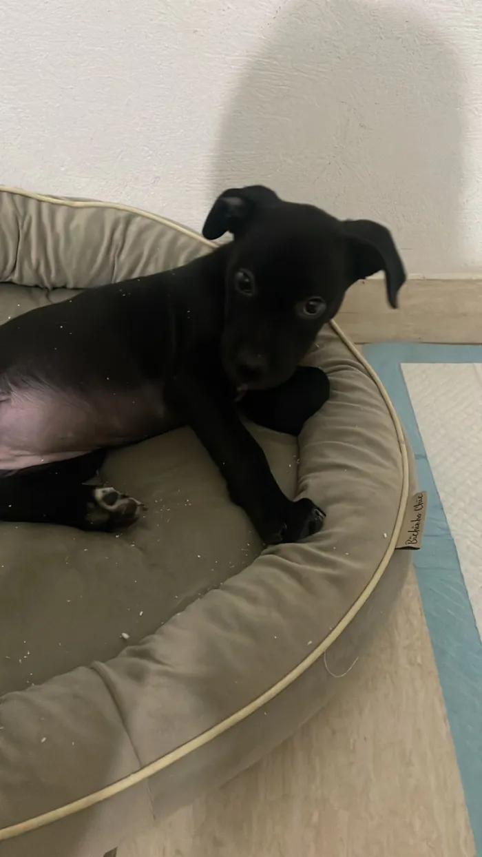 Cachorro raça SRD-ViraLata idade 2 a 6 meses nome Teca