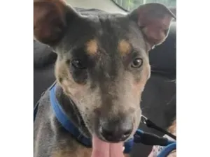 Cachorro raça SRD-ViraLata idade 2 anos nome Toddy