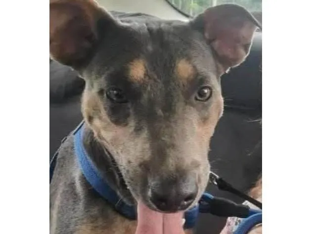 Cachorro raça SRD-ViraLata idade 2 anos nome Toddy