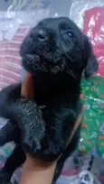 Cachorro raça Rottweiler idade 2 a 6 meses nome Kira