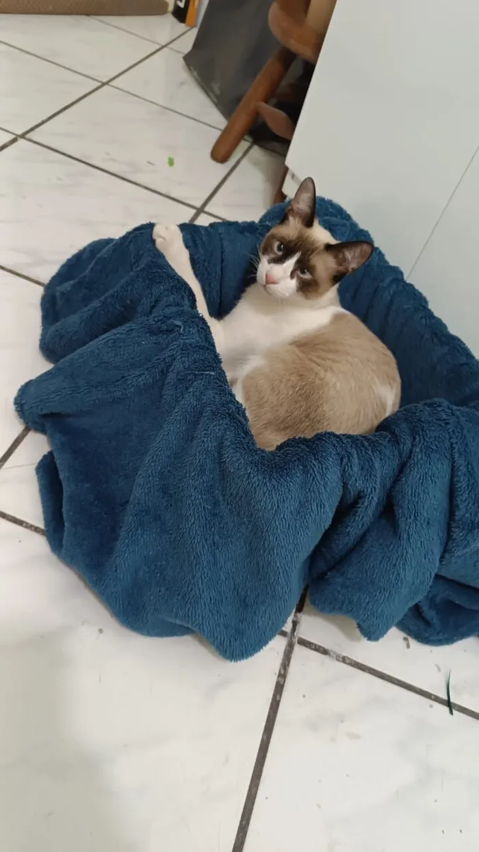 Gato raça Siamês idade 2 a 6 meses nome Magrelo