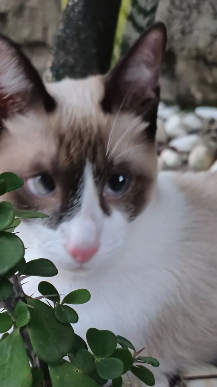 Gato raça Siamês idade 2 a 6 meses nome Magrelo