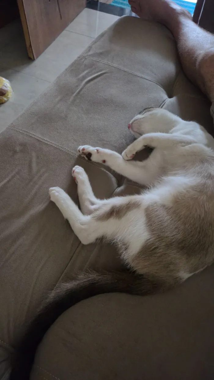 Gato raça Siamês idade 2 a 6 meses nome Magrelo