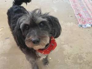 Cachorro raça Poodle idade 6 ou mais anos nome Amora