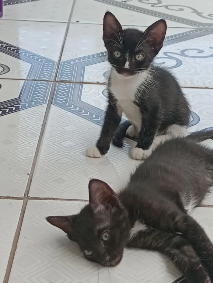 Gato raça Exótico idade 2 a 6 meses nome Zeus, Azlyn e Zayla